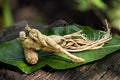 Ginseng